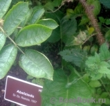 Abelzieds Abelzieds