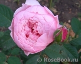 The Alnwick Rose The Alnwick Rose