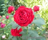 Rose des 4 Vents Rose des 4 Vents