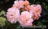 Augusta Luise Augusta Luise