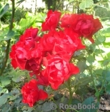 Black Forest Rose ® Black Forest Rose ®