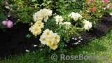 Sunny Rose Sunny Rose