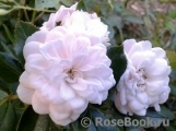 Starlet ®-Rose Alina ® Starlet ®-Rose Alina ®