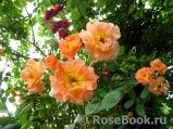Westerland Westerland
