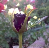 Black Prince  