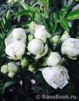 White Morsdag White Morsdag