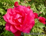 Vin Rose Vin Rose