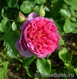 Princess Anne Princess Anne