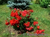 Austriana ® Austriana ®