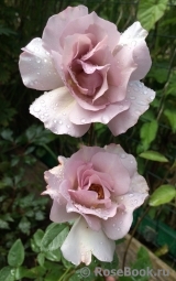Couture Rose Tilia Couture Rose Tilia