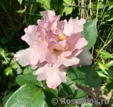 Couture Rose Tilia Couture Rose Tilia