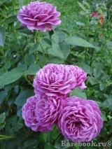 Heidi Klum Rose Heidi Klum Rose