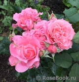 Corail gelee Corail gelee