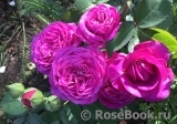 Heidi Klum Rose Heidi Klum Rose