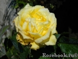 Friesia Friesia