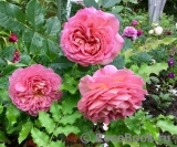 Jubilee Celebration® Jubilee Celebration®