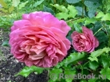 Jubilee Celebration® Jubilee Celebration®