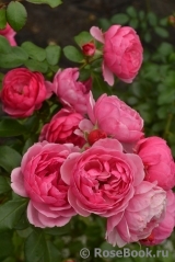 Pomponella Pomponella
