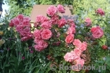 Rosarium Uetersen Rosarium Uetersen
