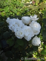 Frederic Dard ® Frederic Dard ®