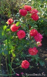 Midsummer Midsummer