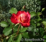 Midsummer Midsummer