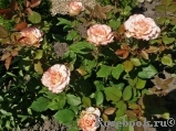 Spanish Dancer