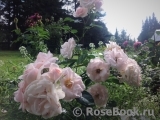Aspirin Rose Aspirin Rose