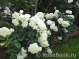 White Meidiland White Meidiland