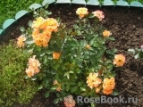 Marigold Sweet Dream Marigold Sweet Dream