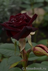 Black Baccara Black Baccara