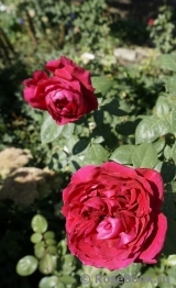 Rose des 4 Vents Rose des 4 Vents