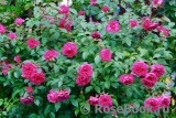 Ivor's Rose Ivor's Rose