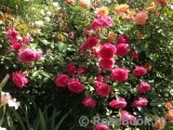 Ivor's Rose Ivor's Rose