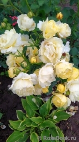 Golden Border Golden Border