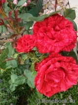 Red Intuition Red Intuition