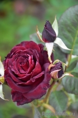 Black Baccara Black Baccara