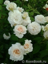 Pride and Prejudice Pride and Prejudice