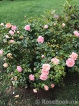 Garden of Roses Garden of Roses