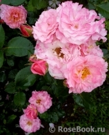 Marceleine ®