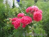 Rosarium Uetersen Rosarium Uetersen