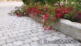 Rouge Meillandecor Rouge Meillandecor