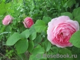Constance Spry Constance Spry