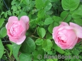 Constance Spry Constance Spry