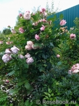 Kordes' Rosenfaszination ® Kordes' Rosenfaszination ®