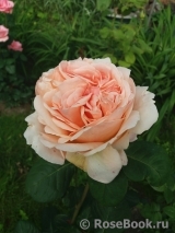 Antico Amore Antico Amore