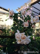 Crocus Rose® Crocus Rose®