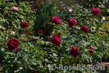 Darcey Bussell Darcey Bussell