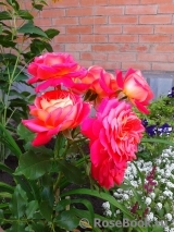 Midsummer Midsummer