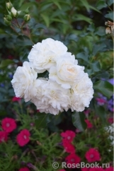 White Meidiland White Meidiland